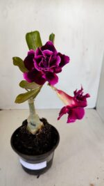 ENXERTO 12077 – 20cm (cor LM 1006)