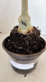 ENXERTO 12077 – 20cm (cor LM 1006) - Imagem 6