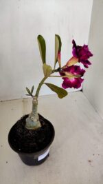 ENXERTO 12077 – 20cm (cor LM 1006) - Imagem 4