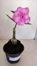 ENXERTO 12078  – 20cm (cor LM 08) - Imagem 2