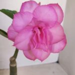 ENXERTO 12078  – 20cm (cor LM 08)