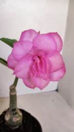 ENXERTO 12078  – 20cm (cor LM 08)