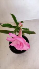 ENXERTO 12078  – 20cm (cor LM 08) - Imagem 4