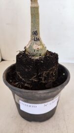 ENXERTO 12078  – 20cm (cor LM 08) - Imagem 6