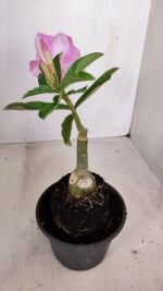 ENXERTO 12078  – 20cm (cor LM 08) - Imagem 5