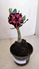 ENXERTO 12079  – 20cm (cor LM 889) - Imagem 2