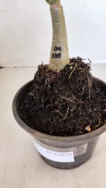 ENXERTO 12079  – 20cm (cor LM 889) - Imagem 6