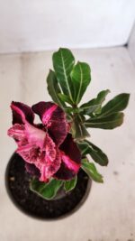 ENXERTO 12079  – 20cm (cor LM 889) - Imagem 4