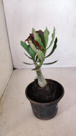 ENXERTO 12079  – 20cm (cor LM 889) - Imagem 5