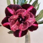 ENXERTO 12079  – 20cm (cor LM 889)