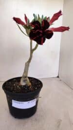 ENXERTO 12080  – 20cm (cor LM 815) - Imagem 2