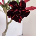 ENXERTO 12080  – 20cm (cor LM 815)