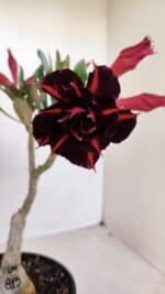 ENXERTO 12080  – 20cm (cor LM 815)