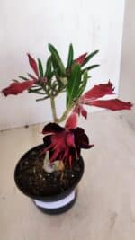 ENXERTO 12080  – 20cm (cor LM 815) - Imagem 4