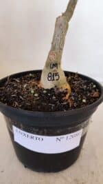 ENXERTO 12080  – 20cm (cor LM 815) - Imagem 7