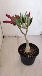 ENXERTO 12080  – 20cm (cor LM 815) - Imagem 5