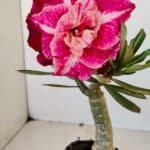 ENXERTO 12081  – 20cm (cor LM 913)