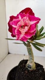 ENXERTO 12081  – 20cm (cor LM 913)