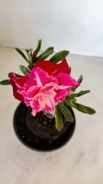 ENXERTO 12081  – 20cm (cor LM 913) - Imagem 4