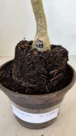 ENXERTO 12081  – 20cm (cor LM 913) - Imagem 7