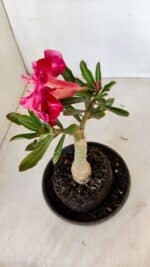 ENXERTO 12081  – 20cm (cor LM 913) - Imagem 6