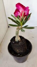 ENXERTO 12081  – 20cm (cor LM 913) - Imagem 5