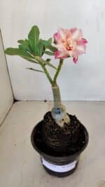 ENXERTO 12082  – 20cm (cor LM 728) - Imagem 2