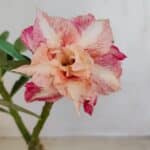 ENXERTO 12082  – 20cm (cor LM 728)