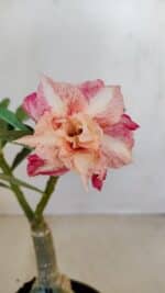 ENXERTO 12082  – 20cm (cor LM 728)