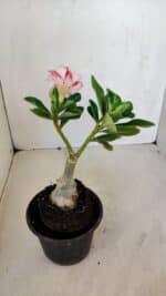 ENXERTO 12082  – 20cm (cor LM 728) - Imagem 4