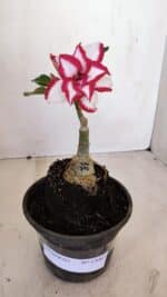 ENXERTO 12083  – 20cm (cor LM 797) Id: FERRARI - Imagem 2