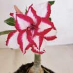 ENXERTO 12083  – 20cm (cor LM 797) Id: FERRARI