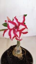 ENXERTO 12083  – 20cm (cor LM 797) Id: FERRARI