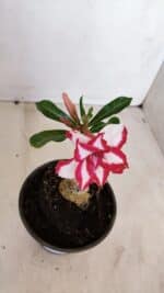 ENXERTO 12083  – 20cm (cor LM 797) Id: FERRARI - Imagem 4