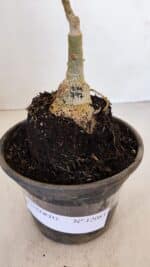 ENXERTO 12083  – 20cm (cor LM 797) Id: FERRARI - Imagem 8