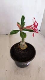 ENXERTO 12083  – 20cm (cor LM 797) Id: FERRARI - Imagem 7