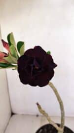 ENXERTO 12084  – 25cm (cor LM 232)