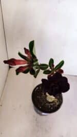 ENXERTO 12084  – 25cm (cor LM 232) - Imagem 4