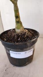 ENXERTO 12084  – 25cm (cor LM 232) - Imagem 7