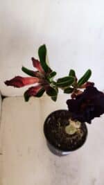 ENXERTO 12084  – 25cm (cor LM 232) - Imagem 5