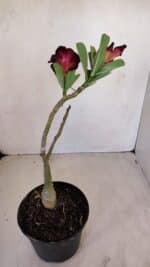 ENXERTO 12085  – 20cm (cor LM 424) - Imagem 6