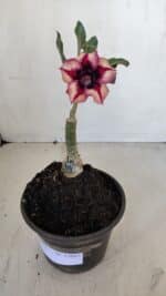 ENXERTO 12085  – 20cm (cor LM 424) - Imagem 2