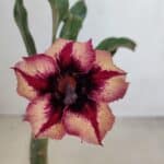 ENXERTO 12085  – 20cm (cor LM 424)