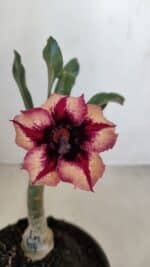 ENXERTO 12085  – 20cm (cor LM 424)