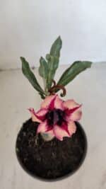 ENXERTO 12085  – 20cm (cor LM 424) - Imagem 4