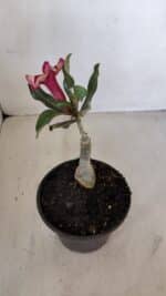 ENXERTO 12085  – 20cm (cor LM 424) - Imagem 5