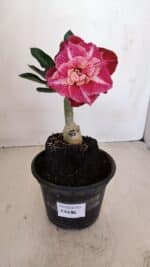 ENXERTO 12086  – 20cm (cor LM 913) - Imagem 2