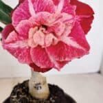 ENXERTO 12086  – 20cm (cor LM 913)