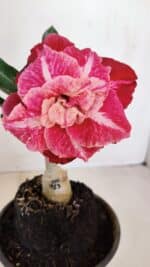 ENXERTO 12086  – 20cm (cor LM 913)