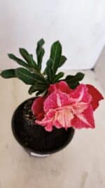 ENXERTO 12086  – 20cm (cor LM 913) - Imagem 4